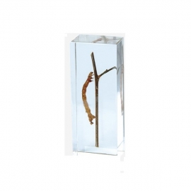 School Lab Imbedding Specimen